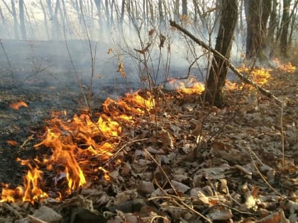 Вероятность ранних природных пожаров оценили в МЧС ЕАО