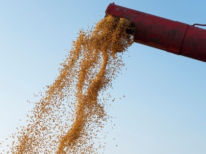 Более 141 тысячи тонн составил валовой сбор сои в 2022 году в ЕАО