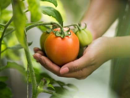 Все больше молодых жителей ЕАО проявляют интерес к аграрной отрасли