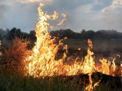 В ЕАО пройденная огнем площадь - почти в четыре раза меньше по сравнению с прошлым годом