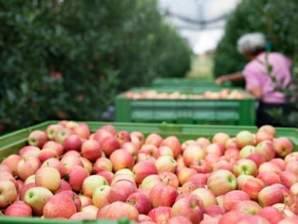 Цены на фрукты и ягоды могут вырасти на 50% из-за аномальной жары