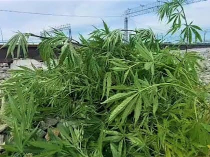 Заросли конопли обнаружили полицейские у железной дороги села Нижнеленинское в ЕАО