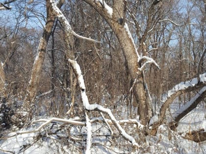 Без осадков пройдёт день в районах автономии — прогноз погоды в ЕАО на 24 февраля