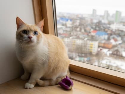 Смерть в мучениях: открытое окно крайне опасно для кошек