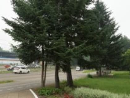 Зонтик может пригодиться – прогноз погоды в ЕАО на 10 июля