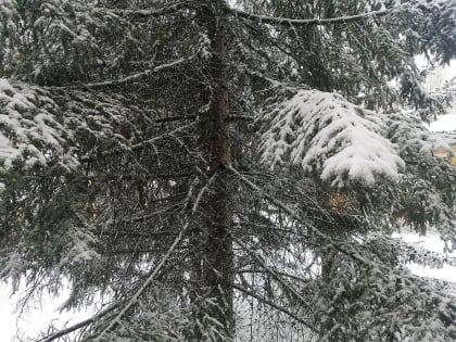 Осадки пройдут во всех районах области – прогноз погоды в ЕАО на 29 марта