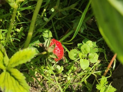 О погоде в июне рассказали жителям ЕАО