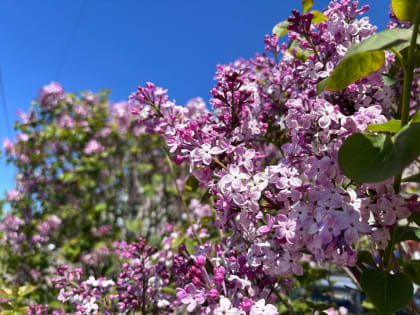 Переменная облачность ожидает районы автономии – прогноз погоды в ЕАО на 1 июня
