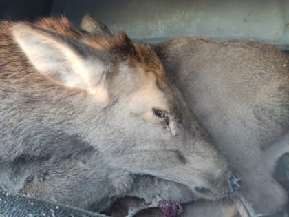 Раненую браконьерами беременную лосиху спасли хабаровчане