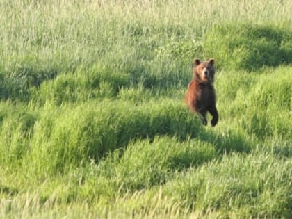 Медведя заметили возле села Желтый Яр в ЕАО