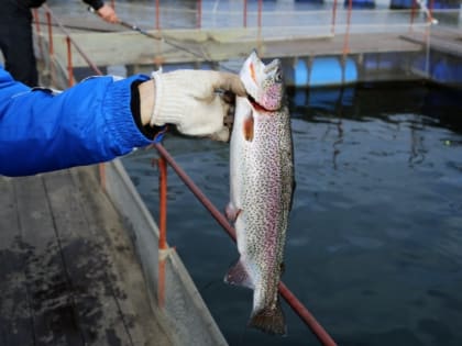 Депутаты Госдумы обратились к Медведеву с просьбой поддержать рыбаков