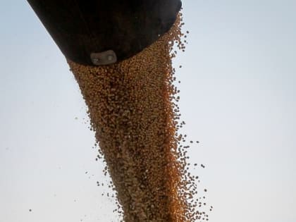 Валовой сбор сои возрос в полтора раза в ЕАО за 2022 год 