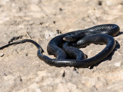 В Приморье подростки решили поиграть со змеей и получили укусы: начался реактивный отёк