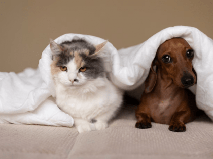 Нехватка вакцин от инфекционных заболеваний для собак и кошек возникла в России