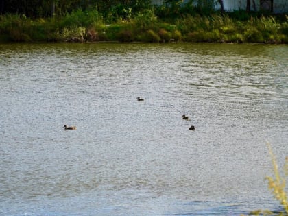 Высокий уровень воды мешает проводить ремонт в биробиджанском парке
