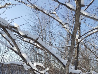 С солнечной погоды начнётся рабочая неделя в автономии — прогноз погоды в ЕАО на 26 февраля