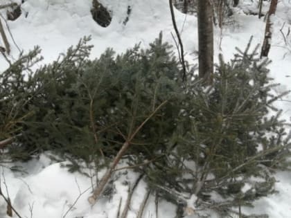 Более 300 кубометров леса незаконно вырубили в Хабаровском крае