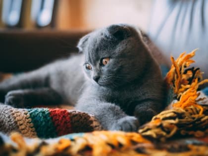 Гороскоп на 27 октября: Раки - будьте готовы к переменам, У Скорпионов возможны подарки