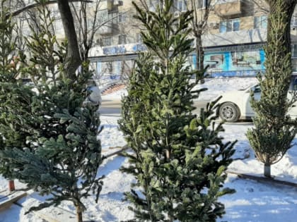 Дальневосточники стали покупать живые новогодние елки почти в два раза реже