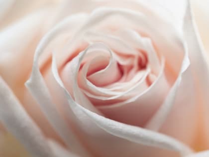 Россию назвали самым большим потребителем роз в мире