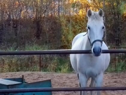 Чтобы произвести впечатление на возлюбленную, дальневосточник украл лошадь