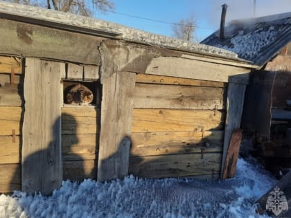 Загорелся кошкин дом: восемь животных оказались во вспыхнувшем сарае в ЕАО