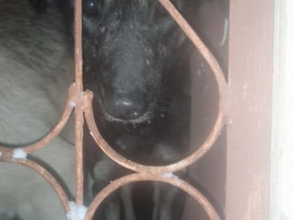 Хабаровчанин превратил квартиру в захламленную конуру, где едва не погибли несколько собак