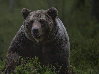 Раненый медведь убил жителя Хабаровского края