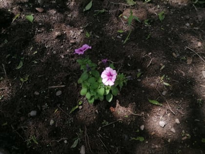 Ливни, жара и клещи — риски июля спрогнозировали спасатели ЕАО