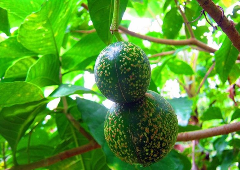 Voacanga africana Root Bark