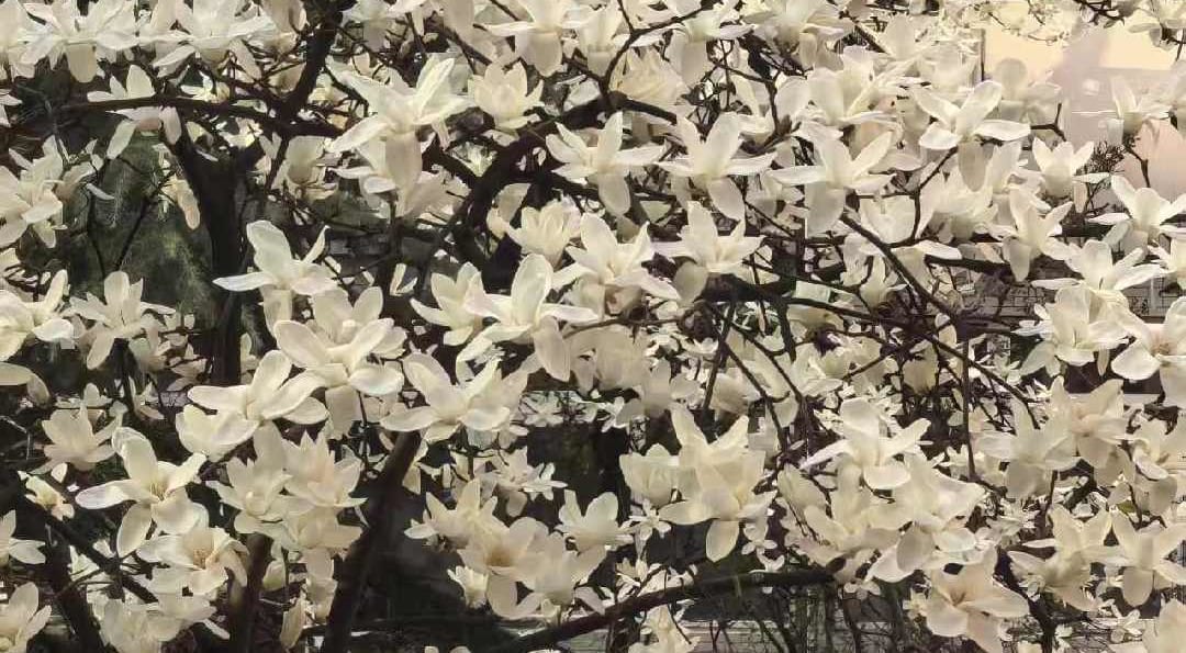 一切都从这个春天开始——第一篇博客