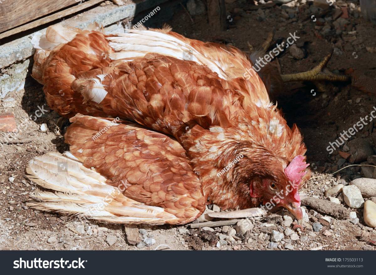 A practical and informative blog post tailored for Kenyan poultry farmers, detailing the seven most common diseases that threaten poultry health and productivity.