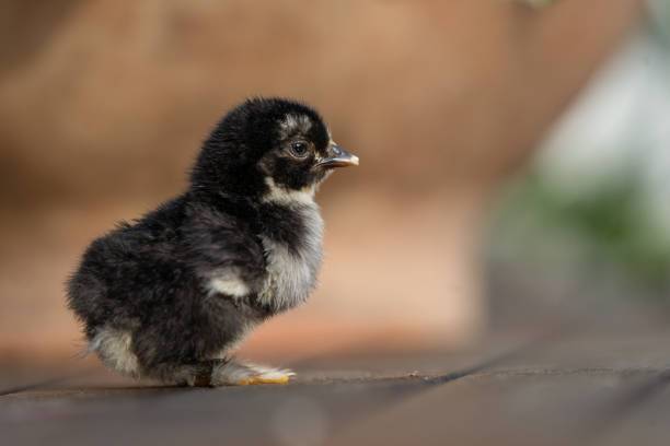  Complete Chick Vaccination Schedule From Day-Old: A Comprehensive Guide for Kenya Poultry Farmers