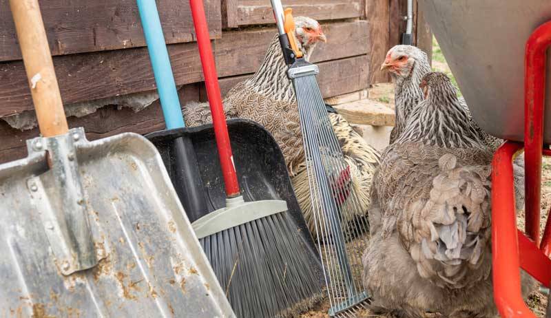 How to Clean a Chicken Coop for a Healthier Flock – A Comprehensive Guide for Kenyan Poultry Farmers