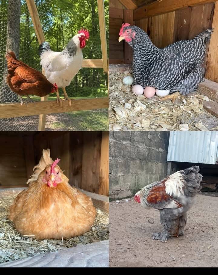 What Chickens Lay White Eggs? 8 Productive Breeds to Consider for Your Flock