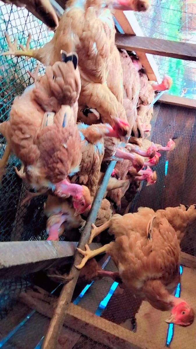 How to Start a Layer Poultry Farm in Kenya: Complete Beginner's Guide