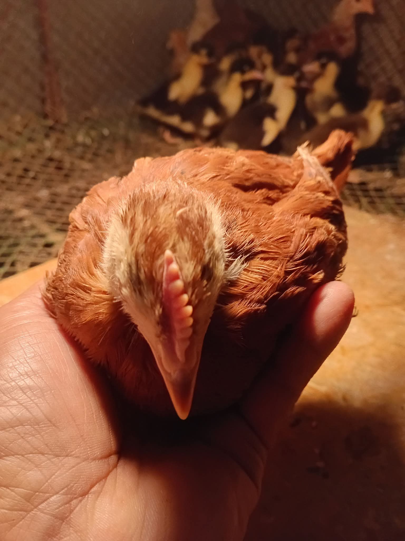 How to Identify Common Poultry Diseases by Their Symptoms