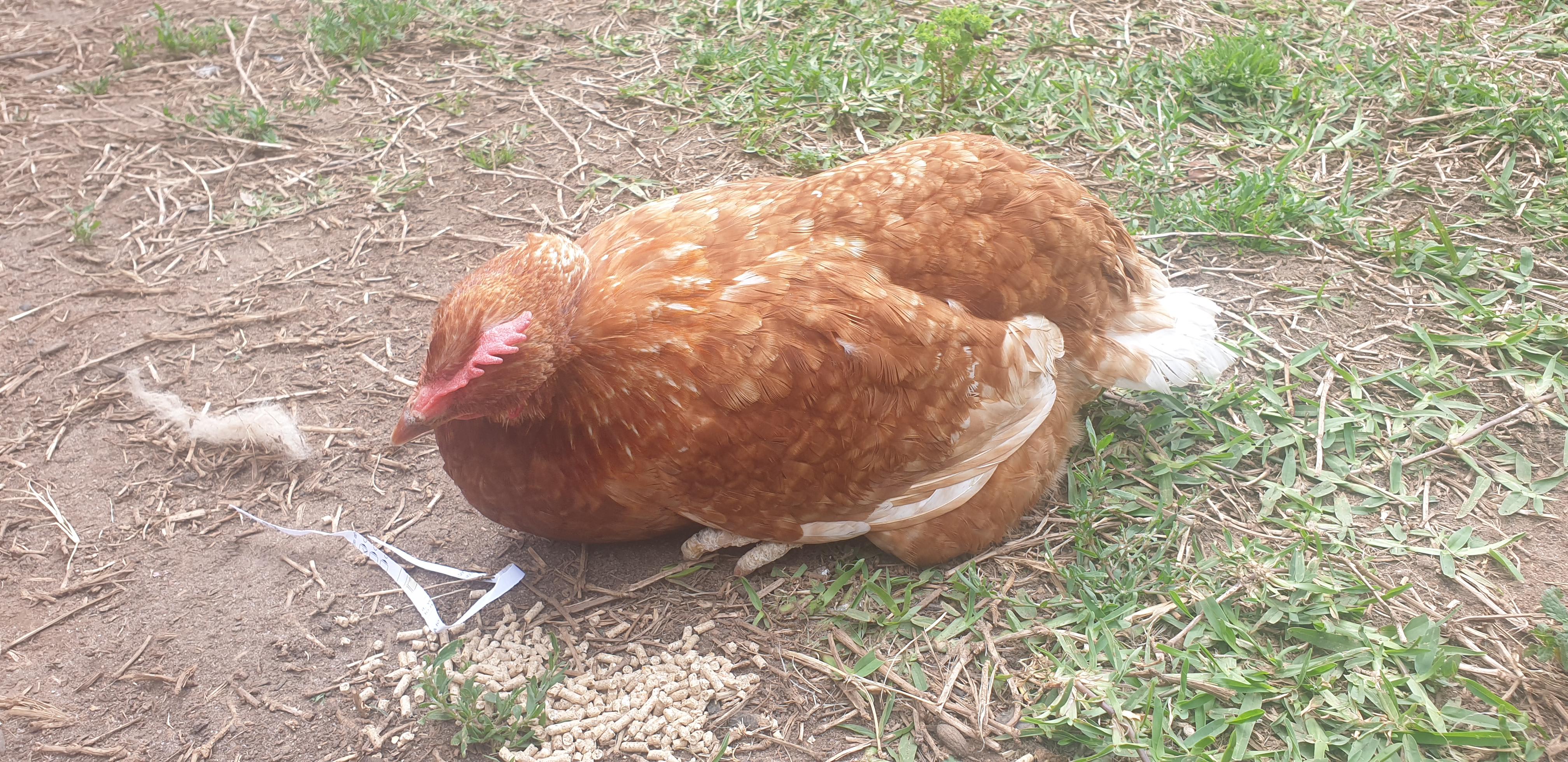 Recognizing the Silent Signs: What a Sick Chicken Looks Like (and What to Do)