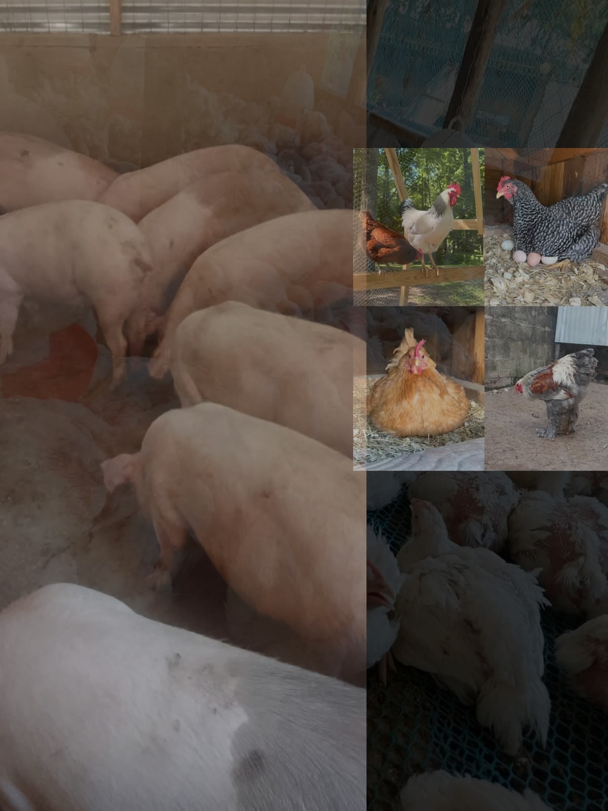 Restaurant Depot vs Bakery vs Layers vs Oil Press vs Pigs – Which is Most Profitable in Kenya?