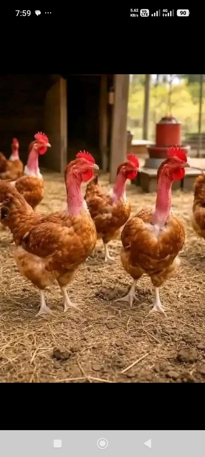 Estimated Egg Laying for Layers in Kenya – What to Expect Per Breed & Cycle