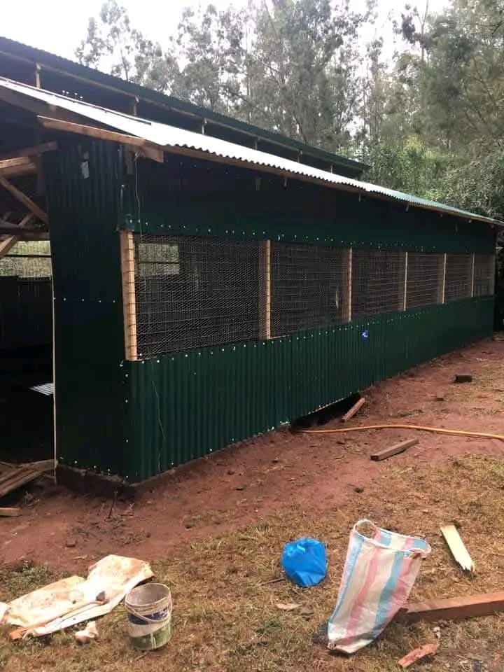 Poultry Housing Costs for Layers in Kenya: Budgeting and Projections for 2027