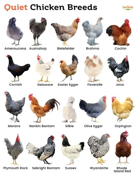 Top Quiet Chicken Breeds for Backyard and Suburban Farming in Kenya: Keep Your Coop Calm & Neighbor-Friendly!