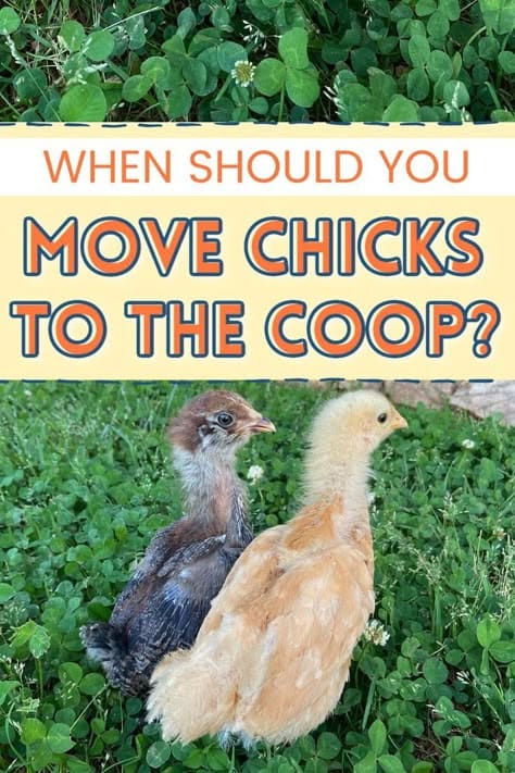 When to Move Chicks to the Coop: Timing, Temperature & Transition Tips for Kenyan Farmers