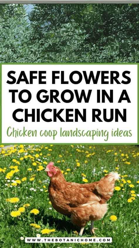 Safe Flowers to Grow in a Chicken Run: Creative Landscaping Ideas for Your Coop in Kenya