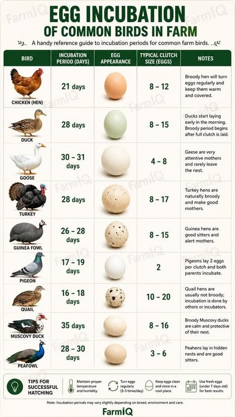 Complete Egg Incubation Guide for Farm Birds in Kenya: Periods, Clutch Sizes, and Hatching Tips