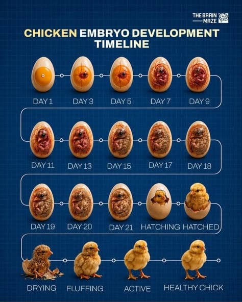 Chicken Embryo Development Timeline