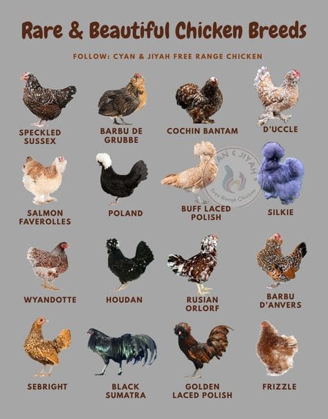 Rare & Beautiful Chicken Breeds to Elevate Your Flock