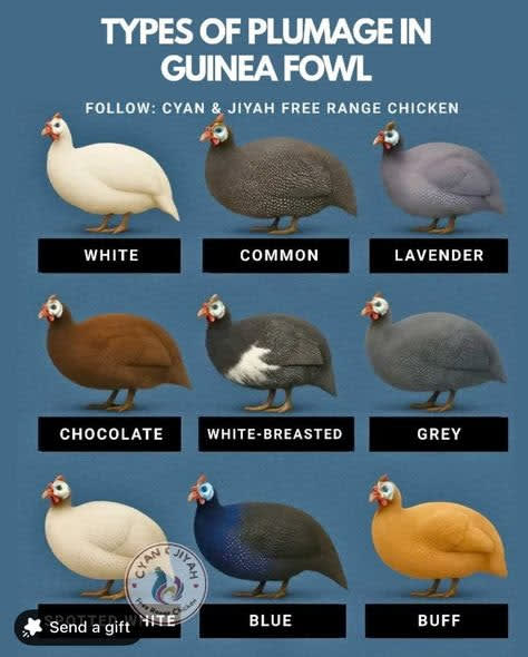 Types of Plumage in Guinea Fowl: Colors and Varieties