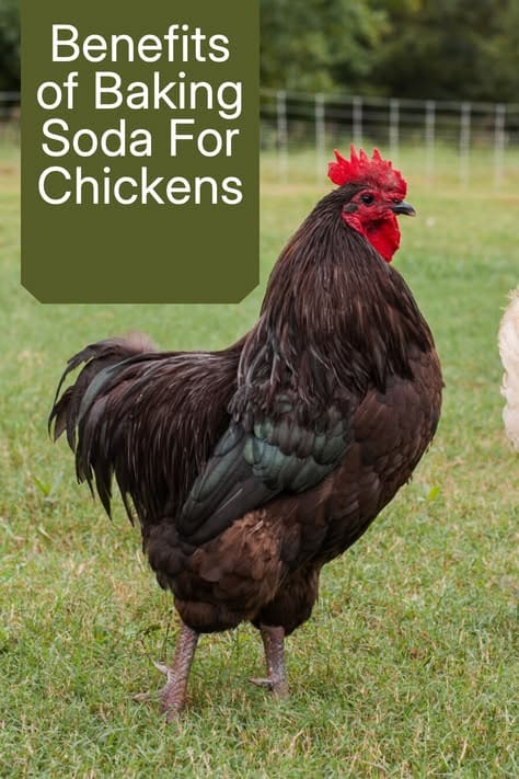 Baking Soda for Chickens: Benefits and Safe Use