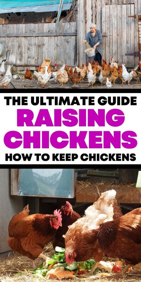 How to Raise Chickens for Beginners